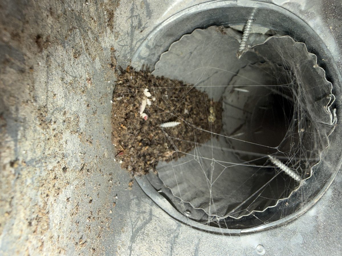 Debris and cobwebs inside a round metal vent pipe, before cleaning
